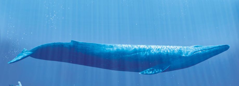 Prakash Mandal Cover Image