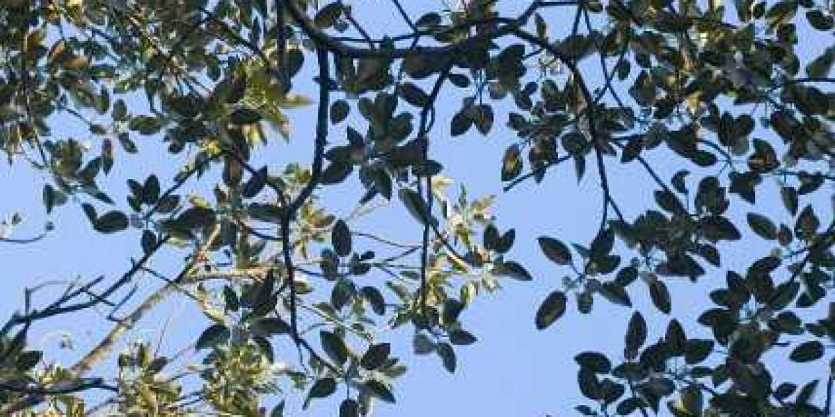 Casino Rocket Online Play Top Pokies Australia