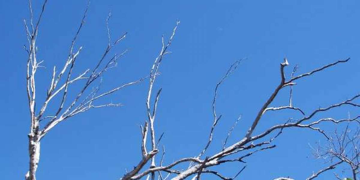 Casino Canberra Wikipedia