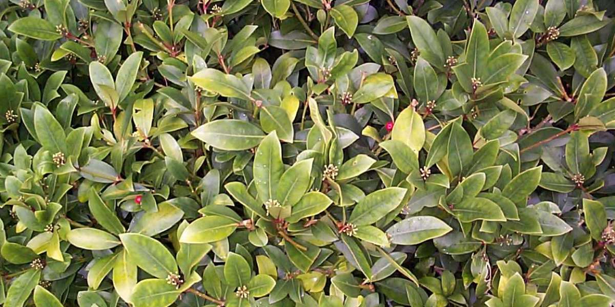 Crown Perth Review 2025 Discover the Games, Facts & Info