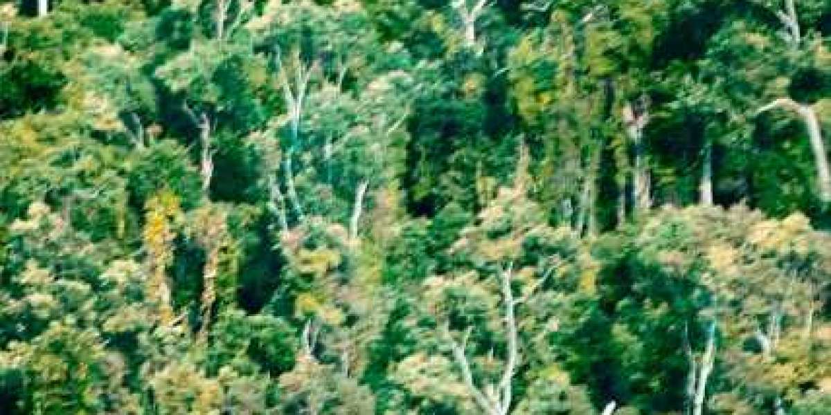 Gonzo Casino No Deposit Bonus 2025 123 Free Spins