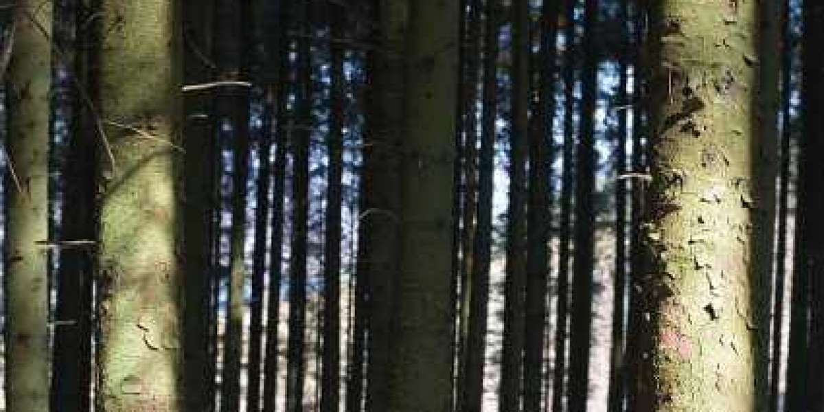 Premium Online Gaming Experience in Australia