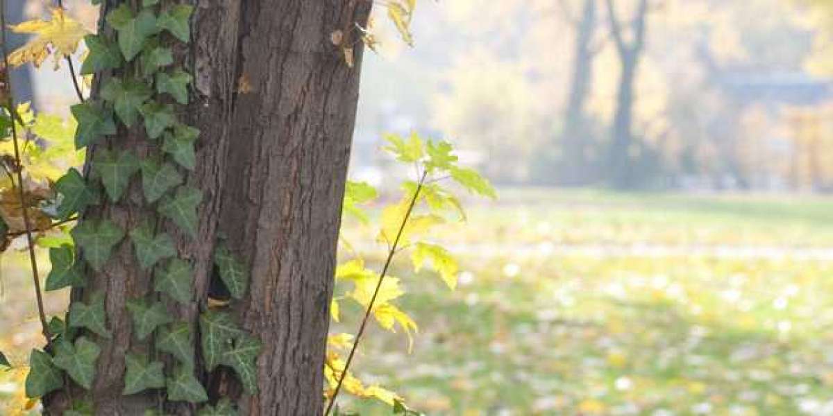 About Us Play & Win Real Cash Bonus 2025