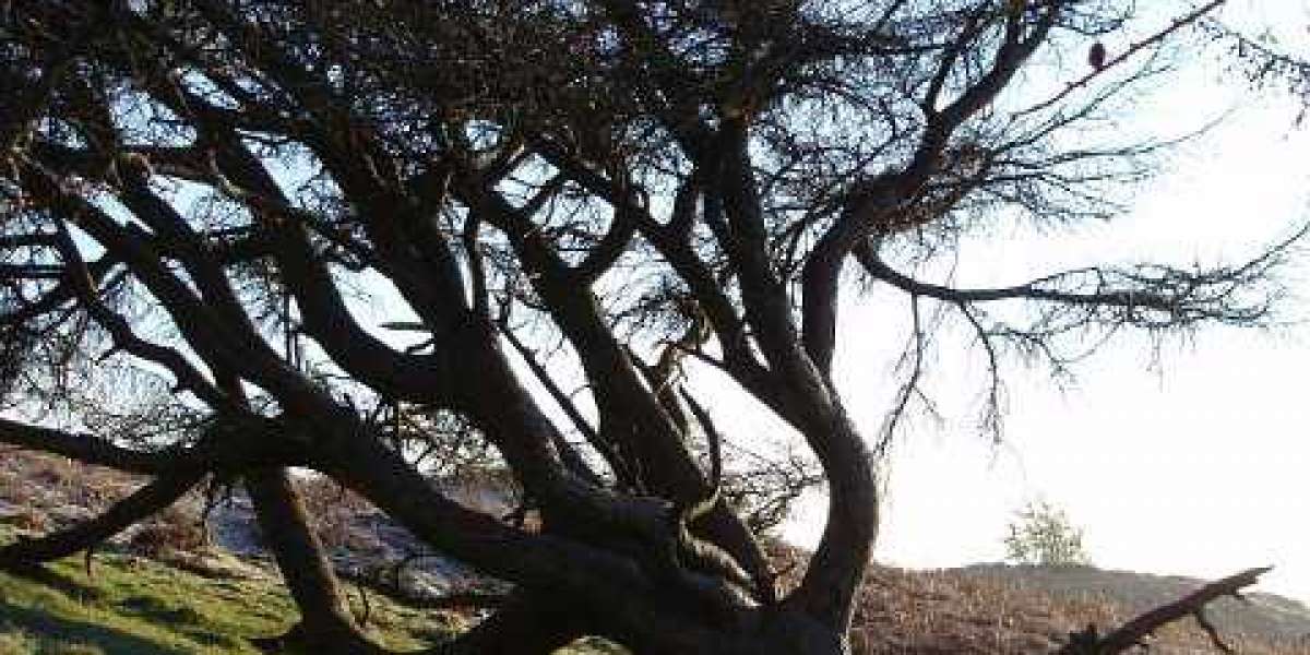 Richard Casino Bonus, No Deposit Bonus and Promo Codes 2025