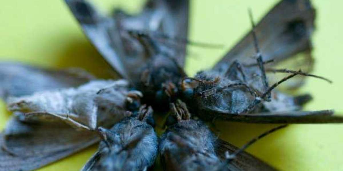 Skycrown online casino Australia Sky crown login Australia legal site