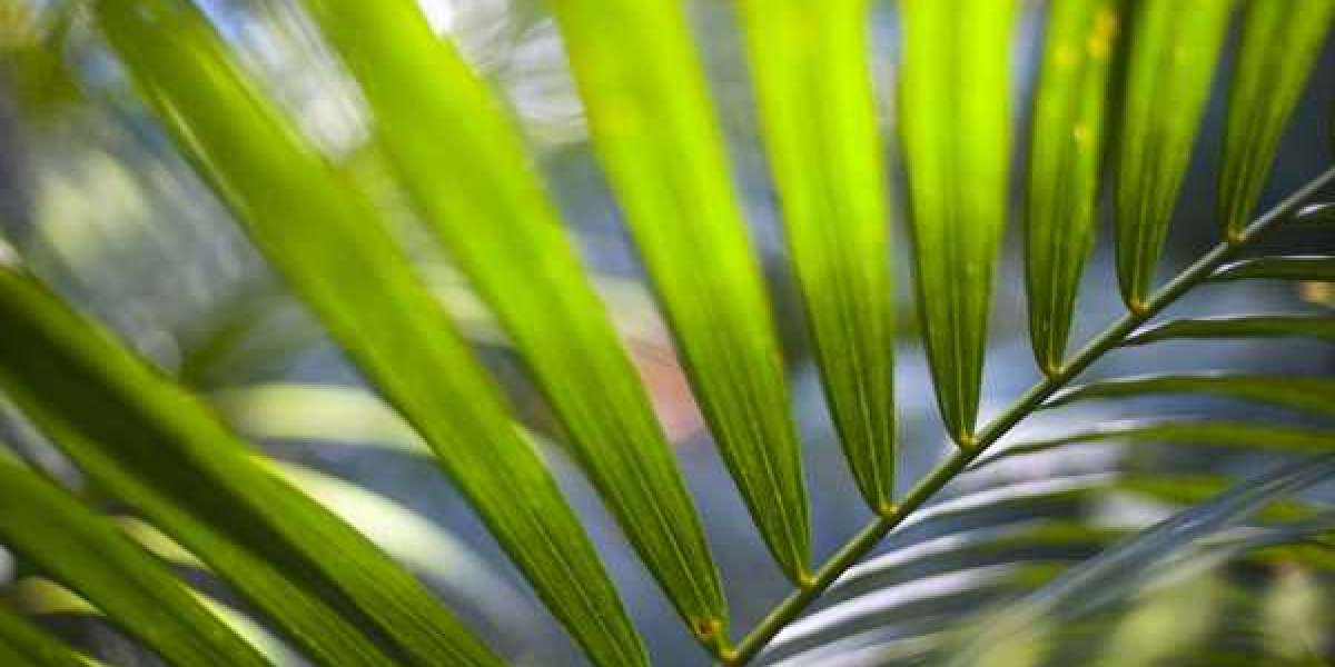 WinSpirit No Deposit Bonus Claim Free 50 Spins On Slots Updated November 2025