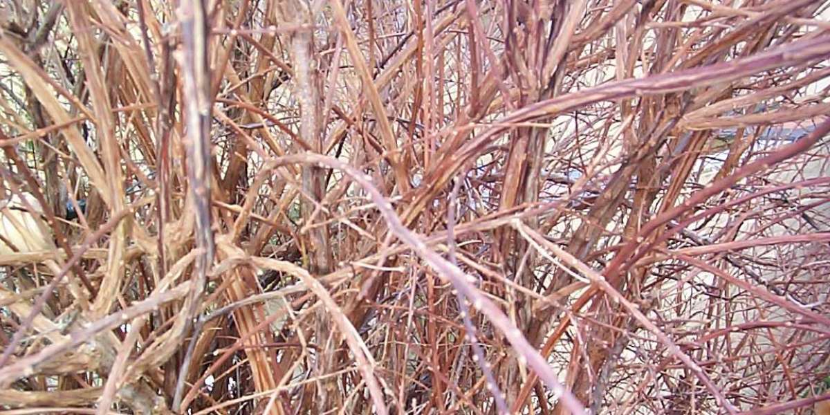 Best Online Casinos in Australia 2025 Safe & Trusted Sites